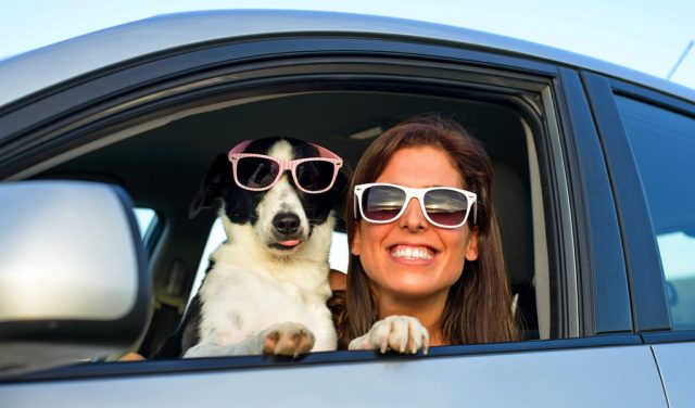 Traveling With Dogs In Cars