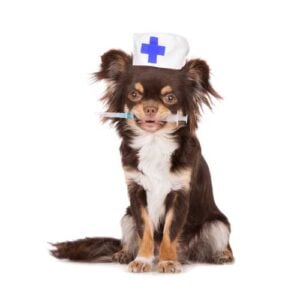 Vaccinating all dogs - yay or nay