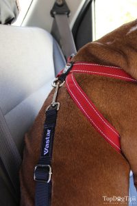 Adjustable Straps of a Crash Tested Dog Harness