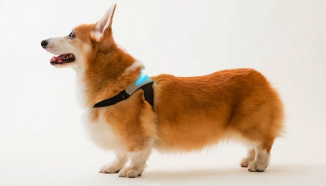 Your Dog’s Emotions Can Now Be Decoded By A Collar