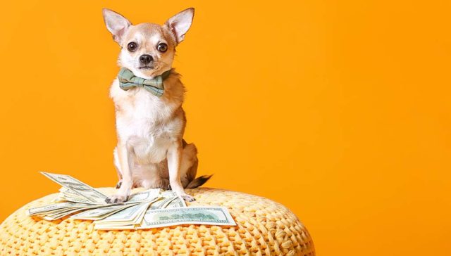 48 Ways to Save Money on Dog Grooming, Training and Supplies