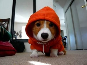 A hoodie for dogs