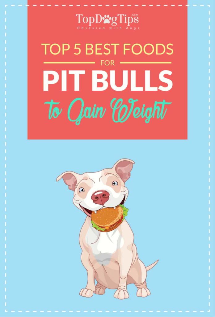 Best Dog Foods for Pitbulls to Gain Weight Quickly