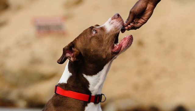 Best Dog Foods for Pitbulls to Gain Weight and lean Muscle