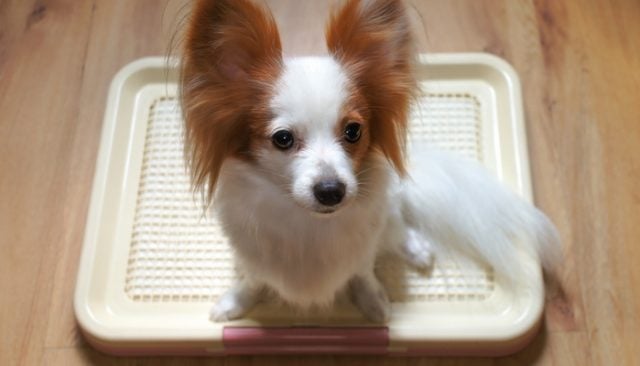 Best Indoor Pet Patio Potty for Dogs