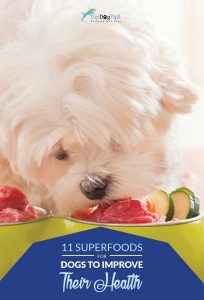 Best Superfoods for Dogs That May Improve Their Health