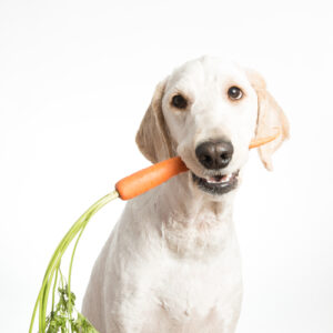 Carrots for Dogs