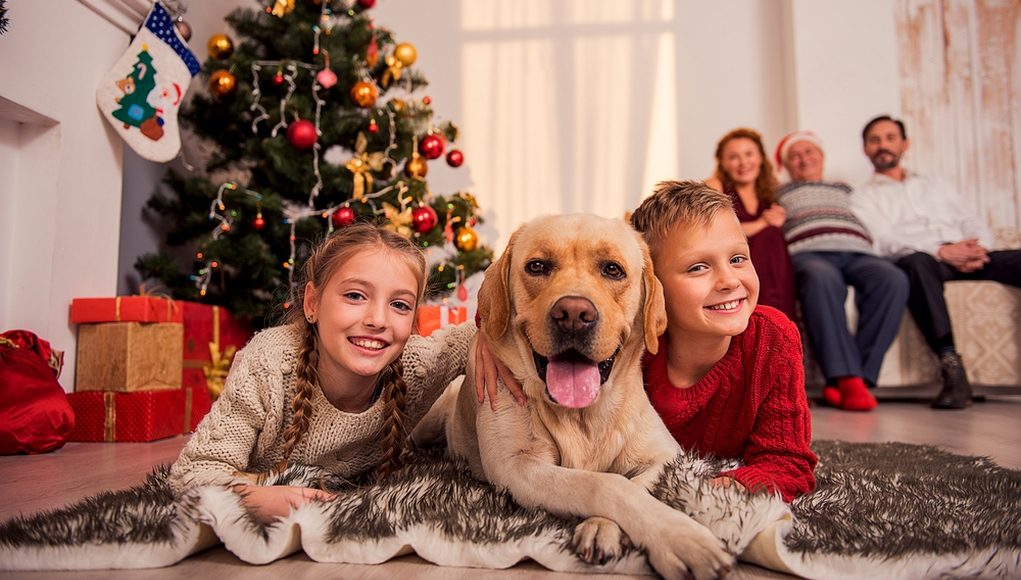 Christmas with Dogs