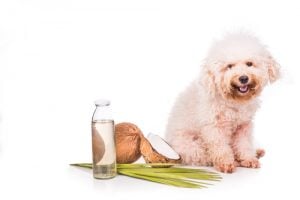 Coconut oil for dogs