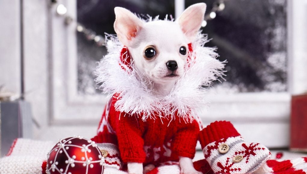 Dog Christmas Clothes