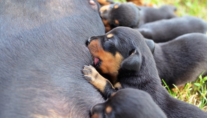 15 Tips on Dog Pregnancy and Whelping