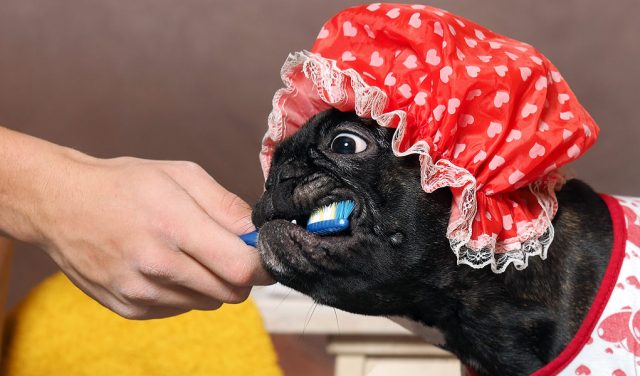 Dog Teeth Brushing Checklist