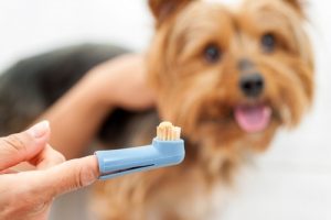 Prepare Your Dog for Brushing