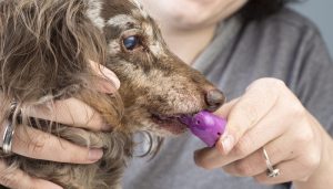 Dog Teeth Brushing