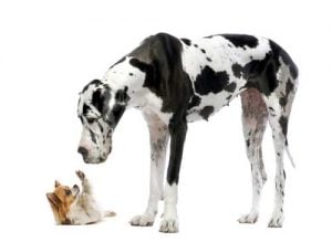 Elevated Dog Food Bowls Create a Healthier Posture