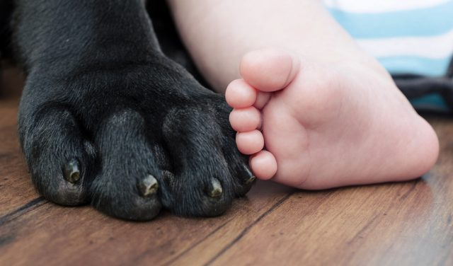 Essential Resources for Dog Owners with Kids