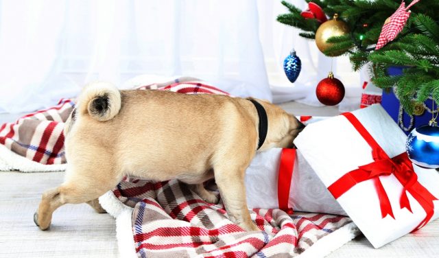 Gift Ideas for Dogs