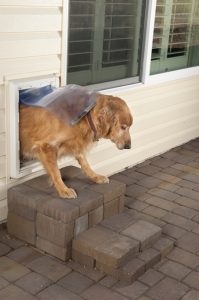 How To Install Dog Doors At Home