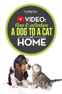 How To Introduce A Dog To A Cat Video