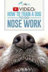 How To Train A Dog To Do Nose Work Video