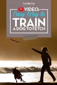 How To Train A Dog To Fetch Video