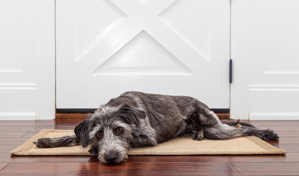 How to Deal With Separation Anxiety in Dogs