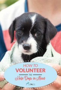 How to Volunteer To Help Dogs