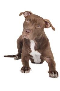 How to pick the best dog food for pit bulls for muscle gaining