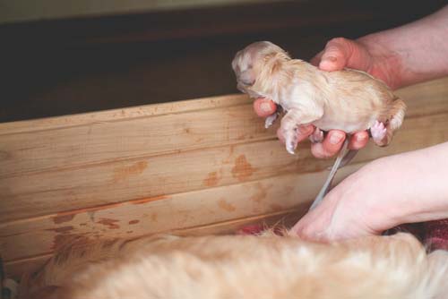 Learn to Cut Puppy Umbilical Cord