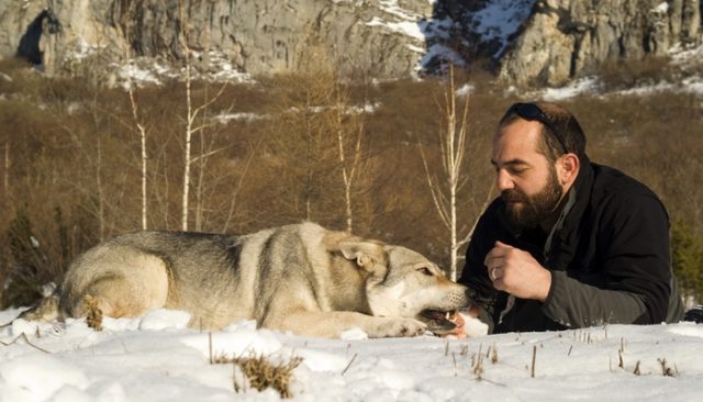 Man Adopts Dog Only to Discover That He’s Actually a Wolf