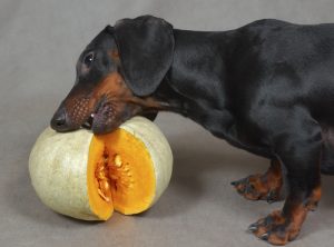 Pumpkin for dogs