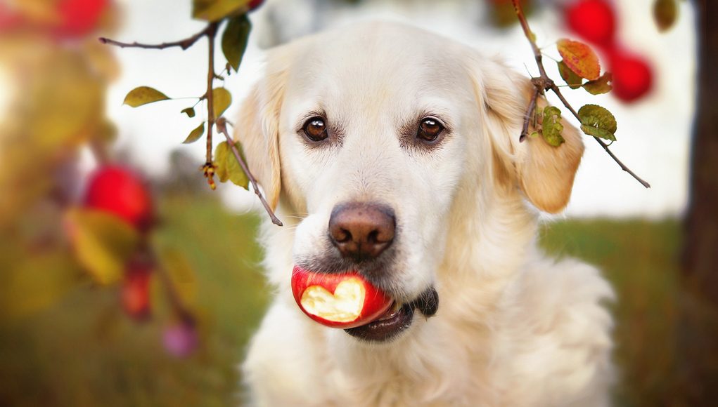 Superfood for dogs