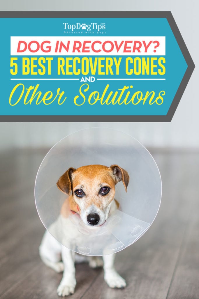 The 5 Rated Best Dog Recovery Cones