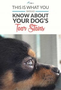 The Truth About Tear Stains on Dogs