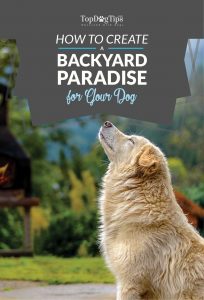 Tips on How to Create A Backyard Paradise For Your Dog