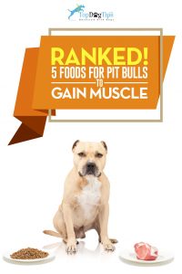 Top Best Dog Foods for Pit Bulls to Gain Muscle