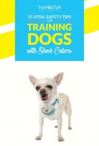 Top Safety Tips for Training Dogs with Shock Collars