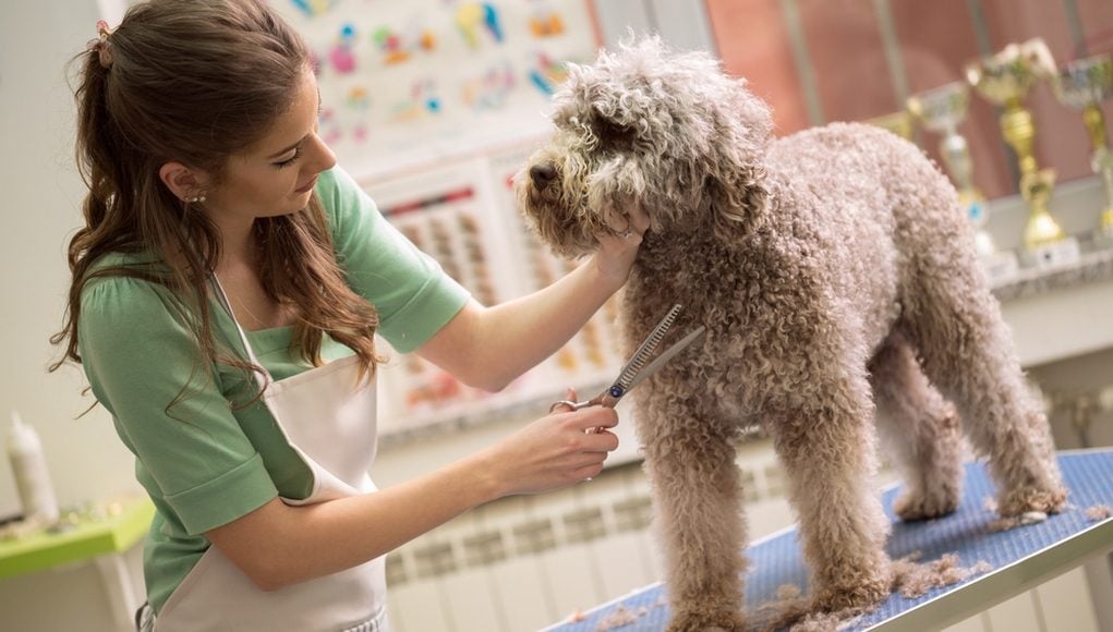 Where To Begin Your Career As A Pet Groomer