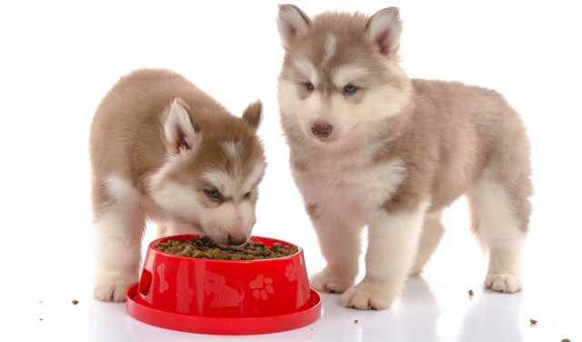 best dog food for husky puppies