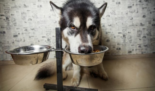 elevated food bowls for dogs