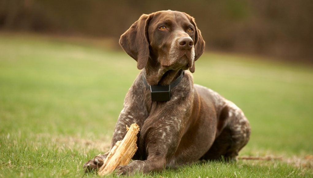 training dogs with shock collars