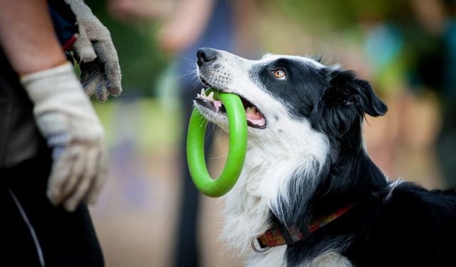 25 Smart Dog Breeds That Are Easiest To Train