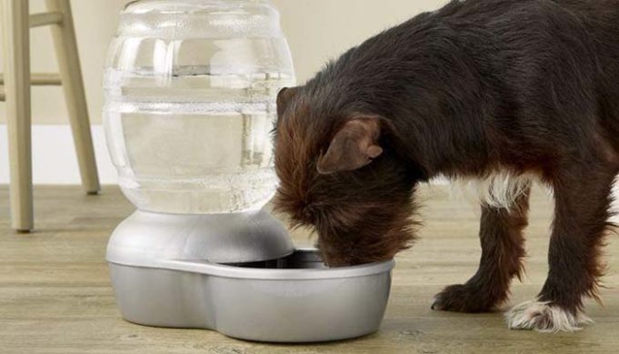 5 Best Auto Fill Dog Water Bowl Brands of 2020