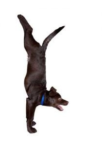 A dog is doing acrobatic tricks