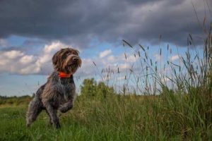 Always keep track of your gun dog