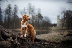 Amazing dog photo in the nature