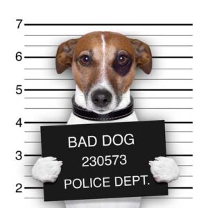 Bad dog shame with dark eye mug shot