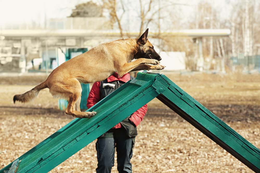 Belgian Malinois smart dog breed