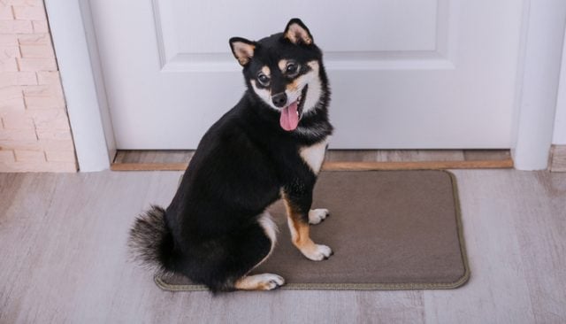 Best Doormats for Dogs: