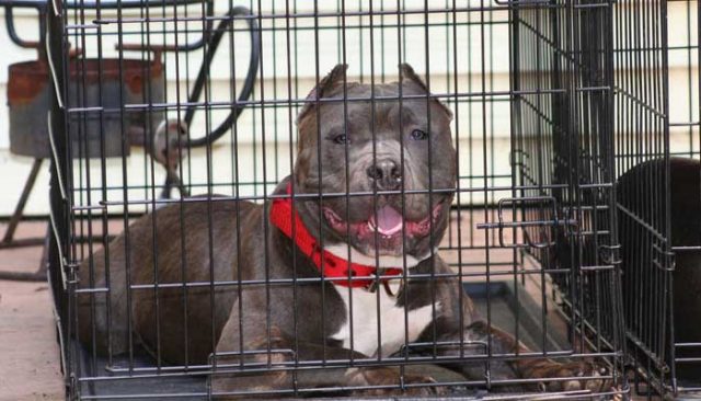 Best Heavy Duty Dog Cages and Indestructible Dog Crates